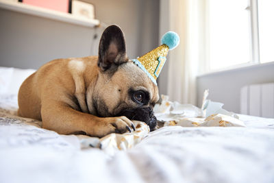 Dog lying on bed at home