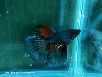 Fish swimming in aquarium