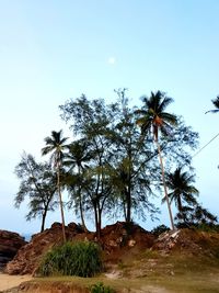 Low angle view of palm trees against clear sky