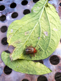 High angle view of insect on leaves