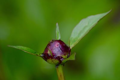 Close-up of insect on flower