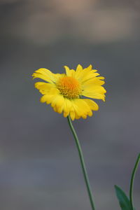 Close-up of yellow flowering plant