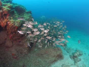 Fish swimming in sea