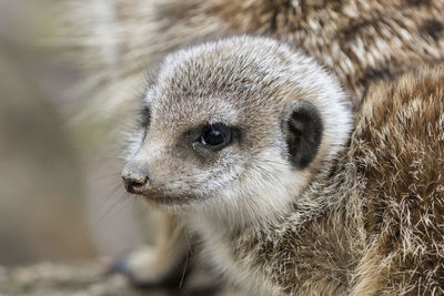 Close-up of an meerkat looking away