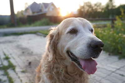 Portrait of a dog a white labrador retriever looks away. high quality photo