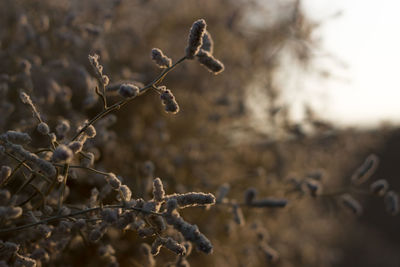 Close-up of frozen plants during winter