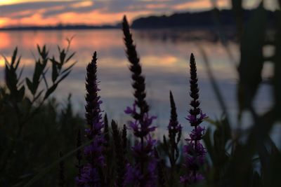 Close-up of purple flowers on land against sky