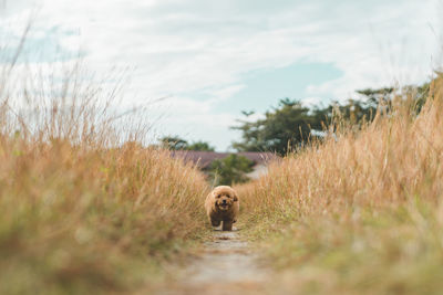 Sheep walking in a field