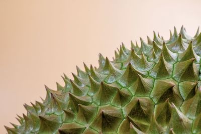 Close-up of succulent plant against white background