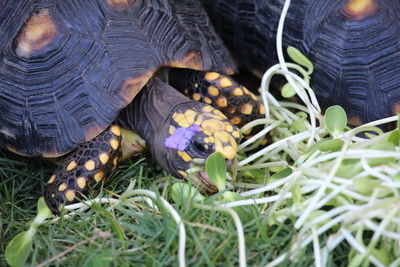 High angle view of shell on plant at field