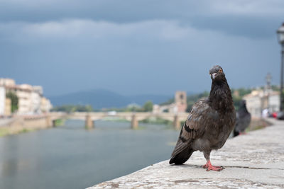 Bird perching on retaining wall against city