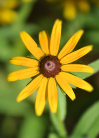 Close-up of yellow flower blooming outdoors