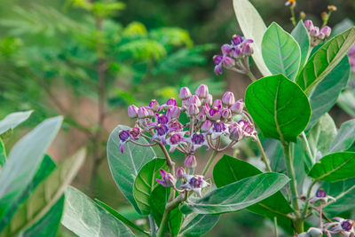 Blooming crown flower, giant milkweed, calotropis gigantea, giant calotrope flower