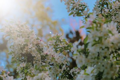 Close-up of cherry blossoms in spring