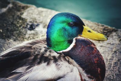 Close-up of a bird