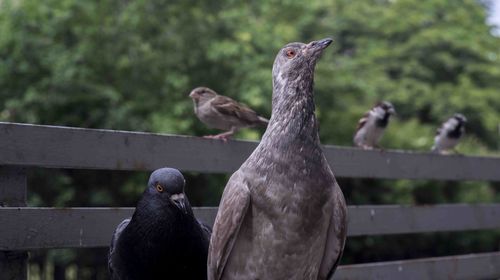 Close-up of pigeons perching on railing