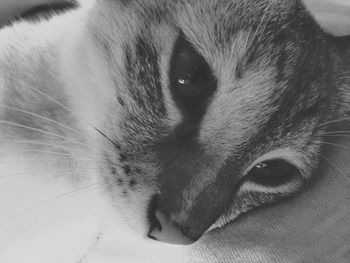 Close-up of cat