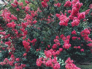 Pink flowers blooming in garden