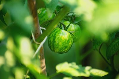 Close-up of fruit growing on plant