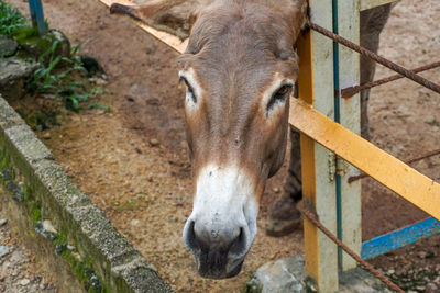 High angle view of a horse