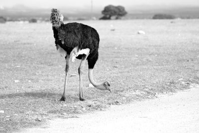 Bird standing on a field