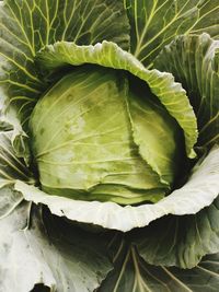Green cabbage, very appetizing