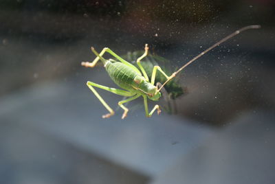 Close-up of insect on glass