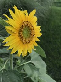 Close-up of sunflower