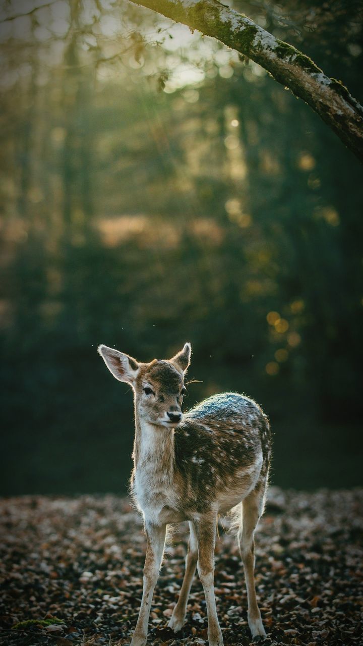 land, standing, animal wildlife, deer, mammal, nature, animals in the wild, tree, forest, focus on foreground, one animal, no people, day, vertebrate, outdoors, field, fawn, herbivorous