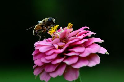 Close-up of bee pollinating flower