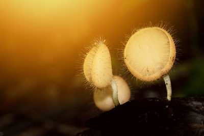 Close-up of mushroom growing on plant