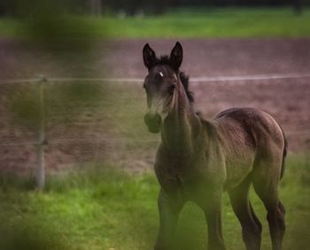 Horse standing in a field