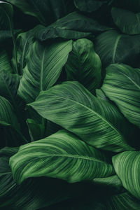 Full frame shot of green leaves