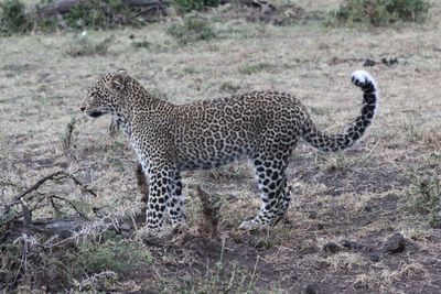 Side view of a cat on land