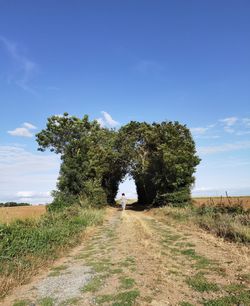 Trees on field against blue sky