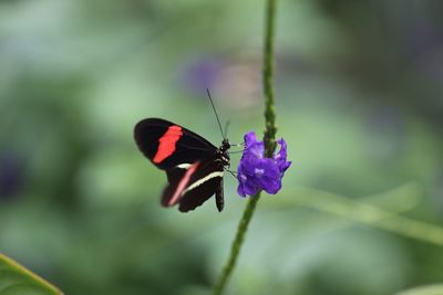 Close-up of butterfly pollinating on purple flower