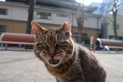 Close-up of a cat on street