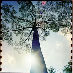 Low angle view of silhouette tree against sky