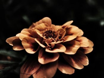 Close-up of flowering plant against black background