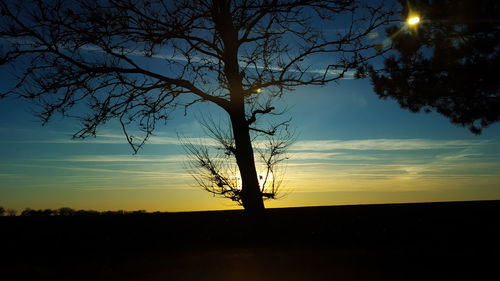 Silhouette of trees at sunset