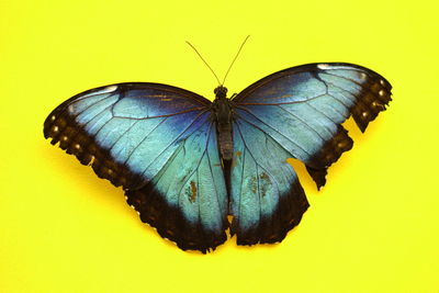 Close-up of butterfly on leaf