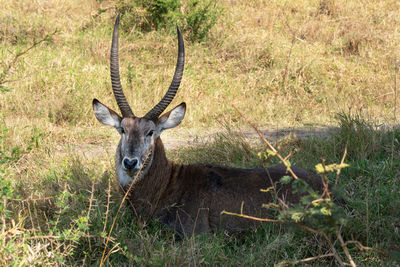 Defassa waterbuck, kobus defassa, murchison falls national park, uganda