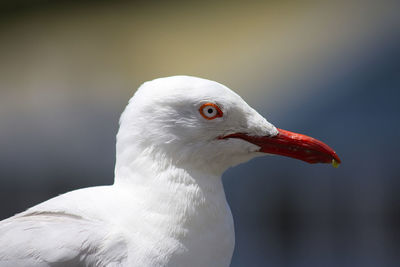 Close-up of swan