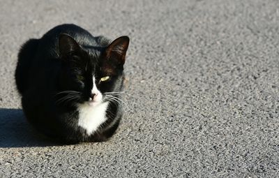 Close-up portrait of cat sitting outdoors