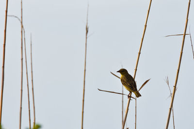 Low angle view of bird perching on plant against clear sky