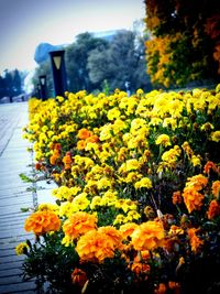 Close-up of yellow flowers