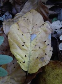 High angle view of leaves on plant during autumn