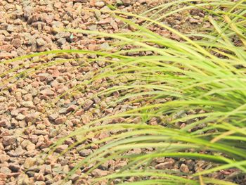 Close-up of plants