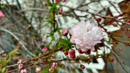 Close-up of fresh flowers blooming on tree