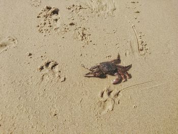 High angle view of crab on sand